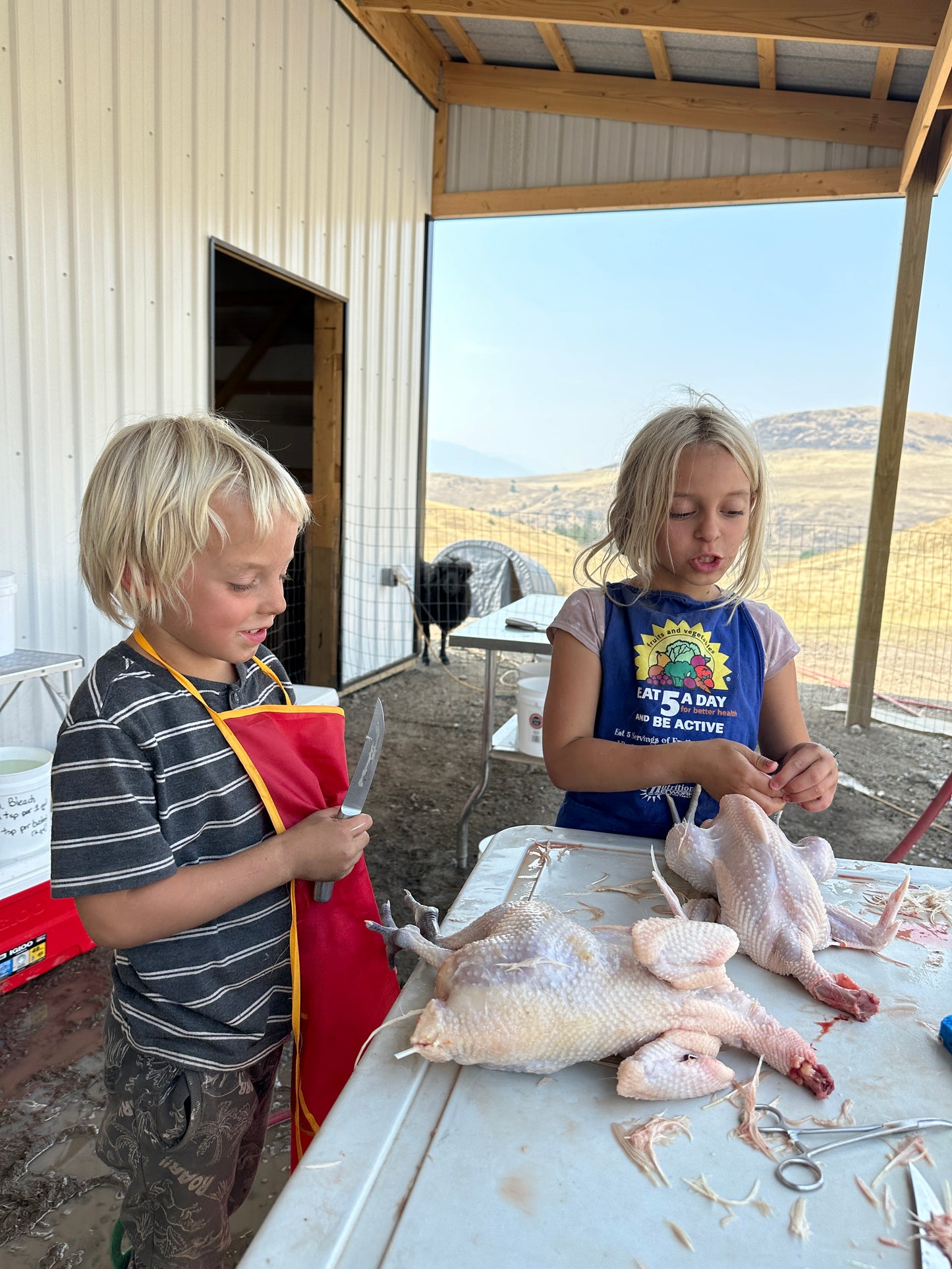 American Bresse Chicken (frozen / meat)