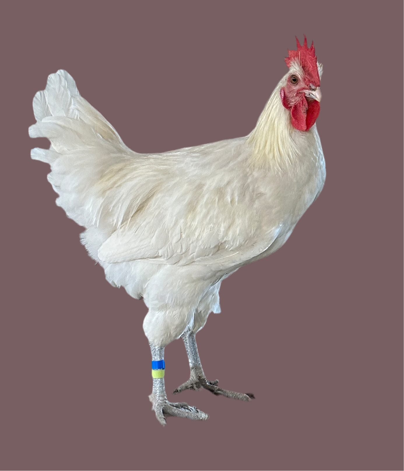 American Bresse Chicken (frozen / meat)