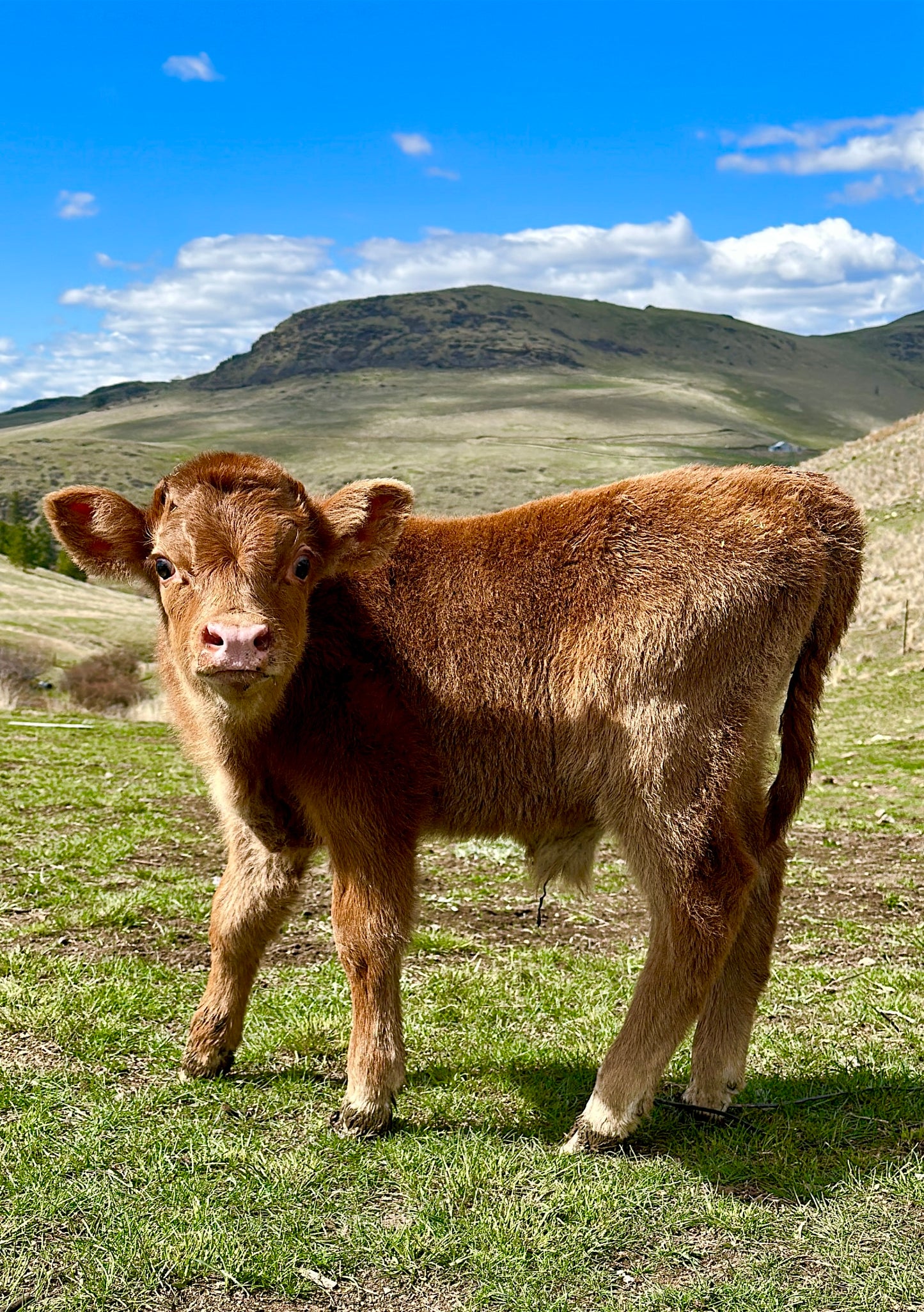 Ollie the Jersey/Brown Swiss/Mini Highland Bull Calf