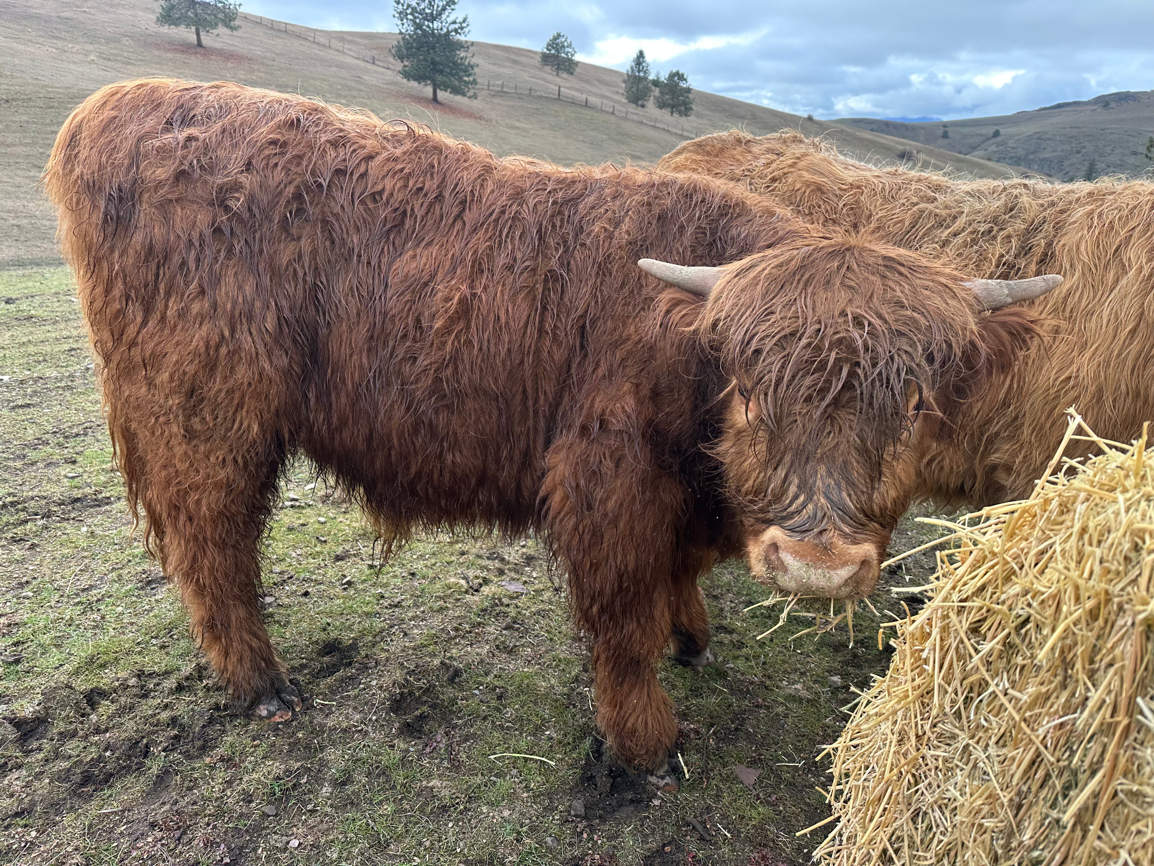 Steve the Red Highland Bull – Denley Homestead