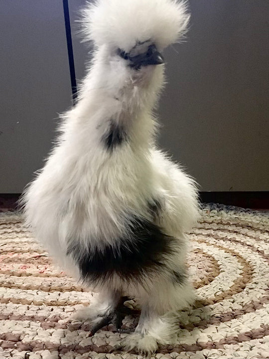 Silkie Chicks