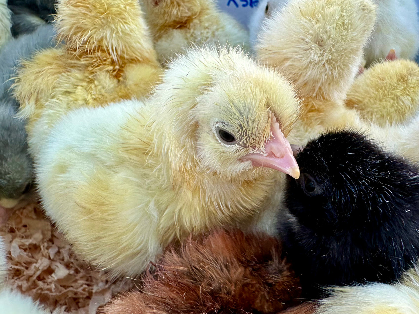 American Bresse Chicks