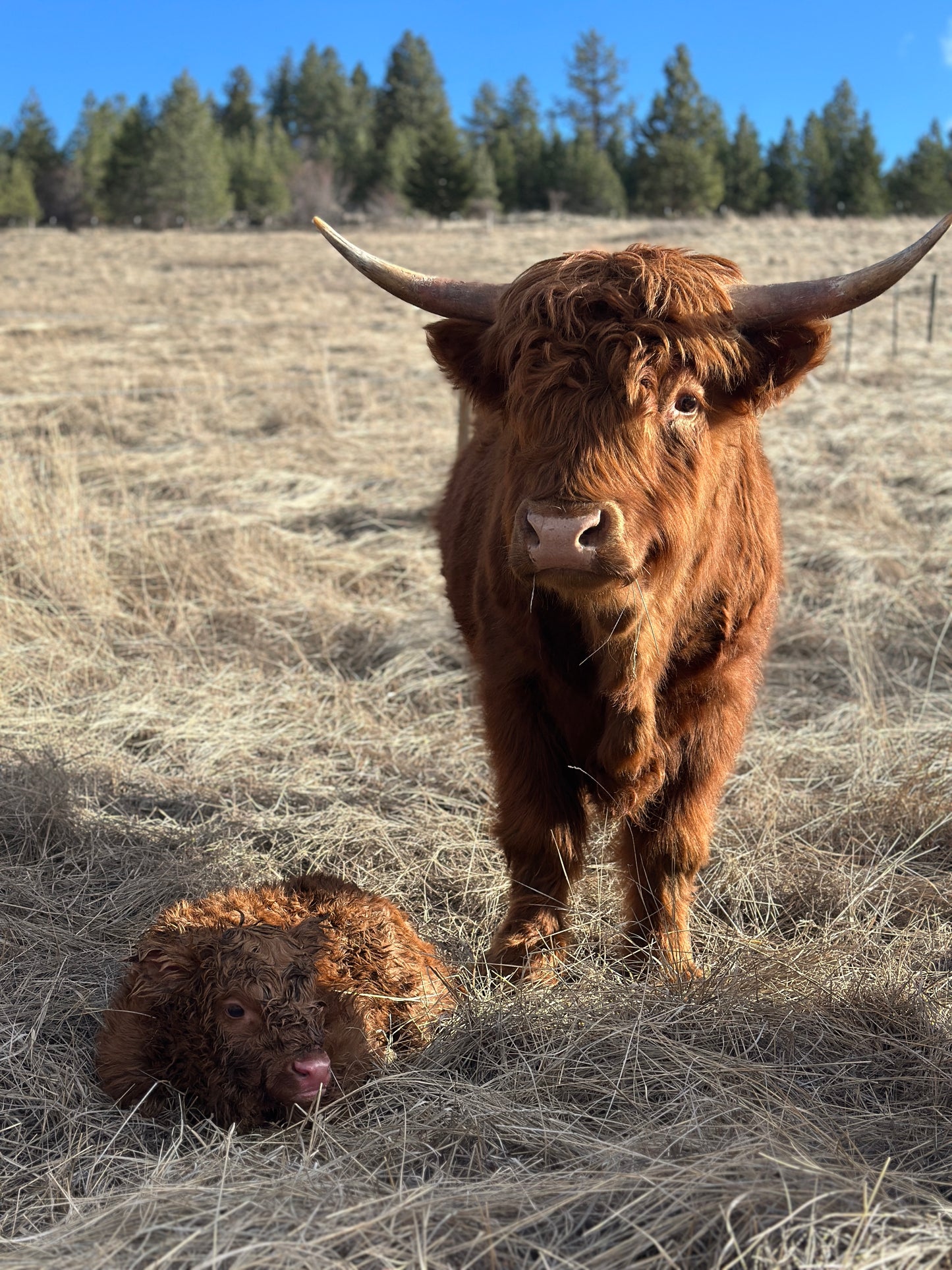 Steve the Red Highland Bull Calf (Deposit - see full price in Listing)