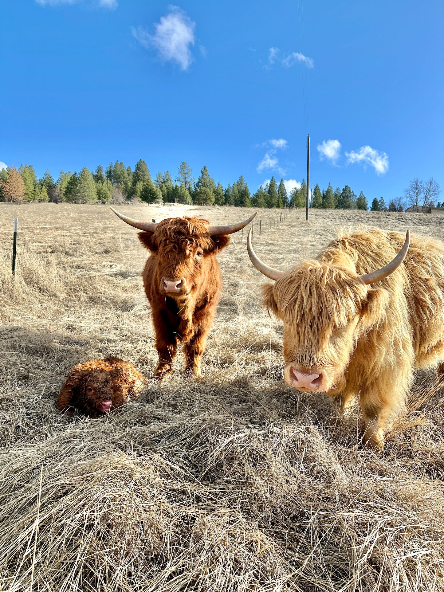 Steve the Red Highland Bull
