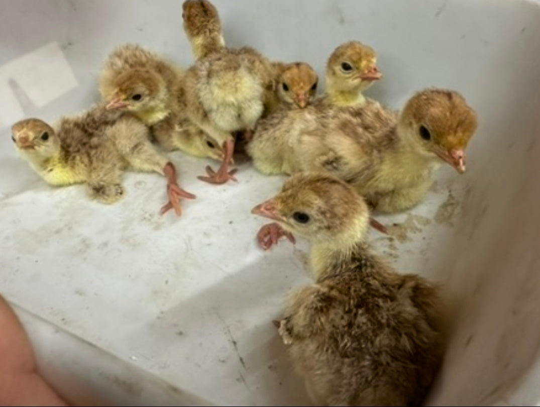 Heritage Turkey (DRESSED FRESH //  PRE-ORDER // MEAT)