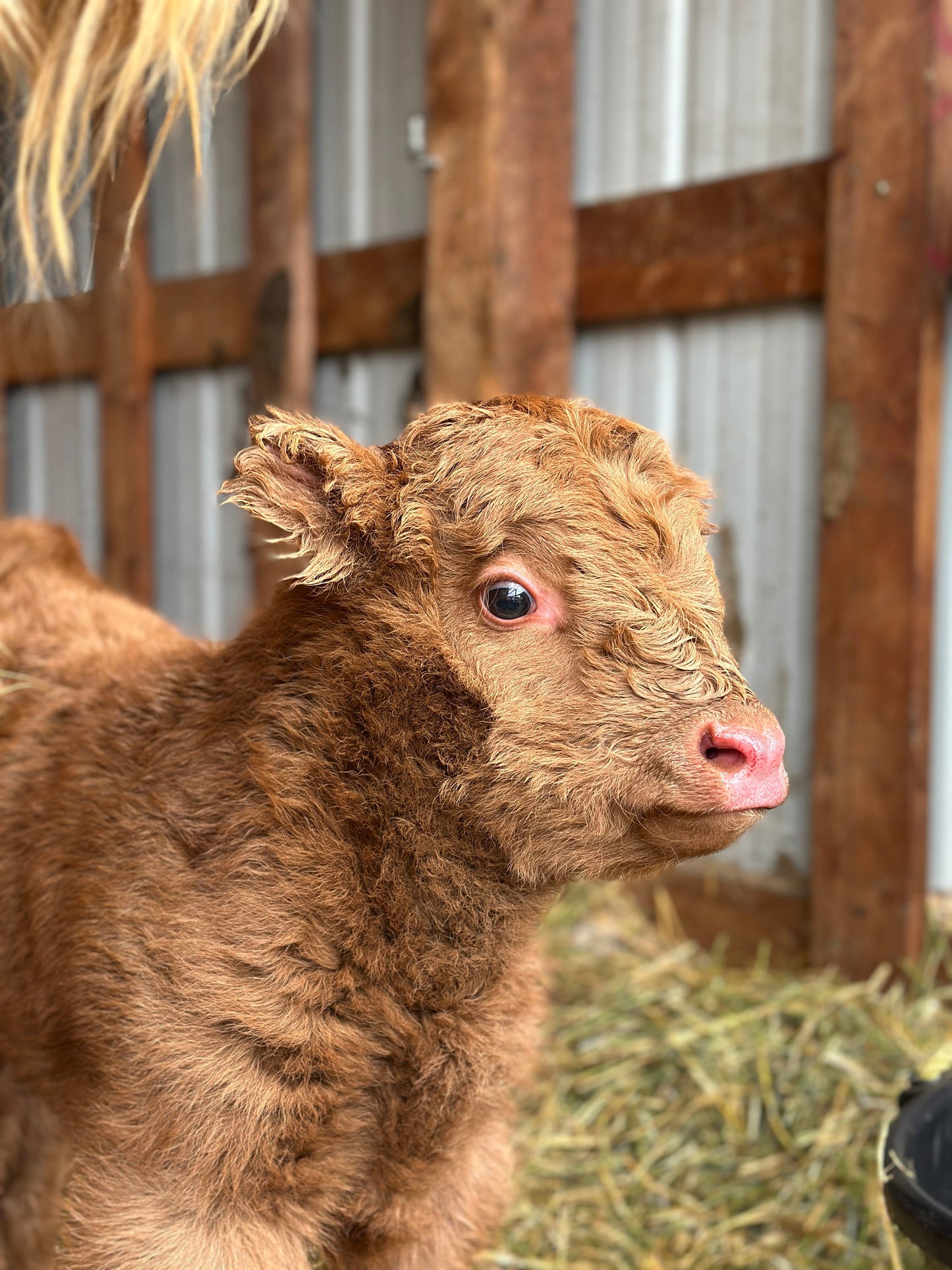 Steve the Red Highland Bull Calf (Deposit - see full price in Listing)