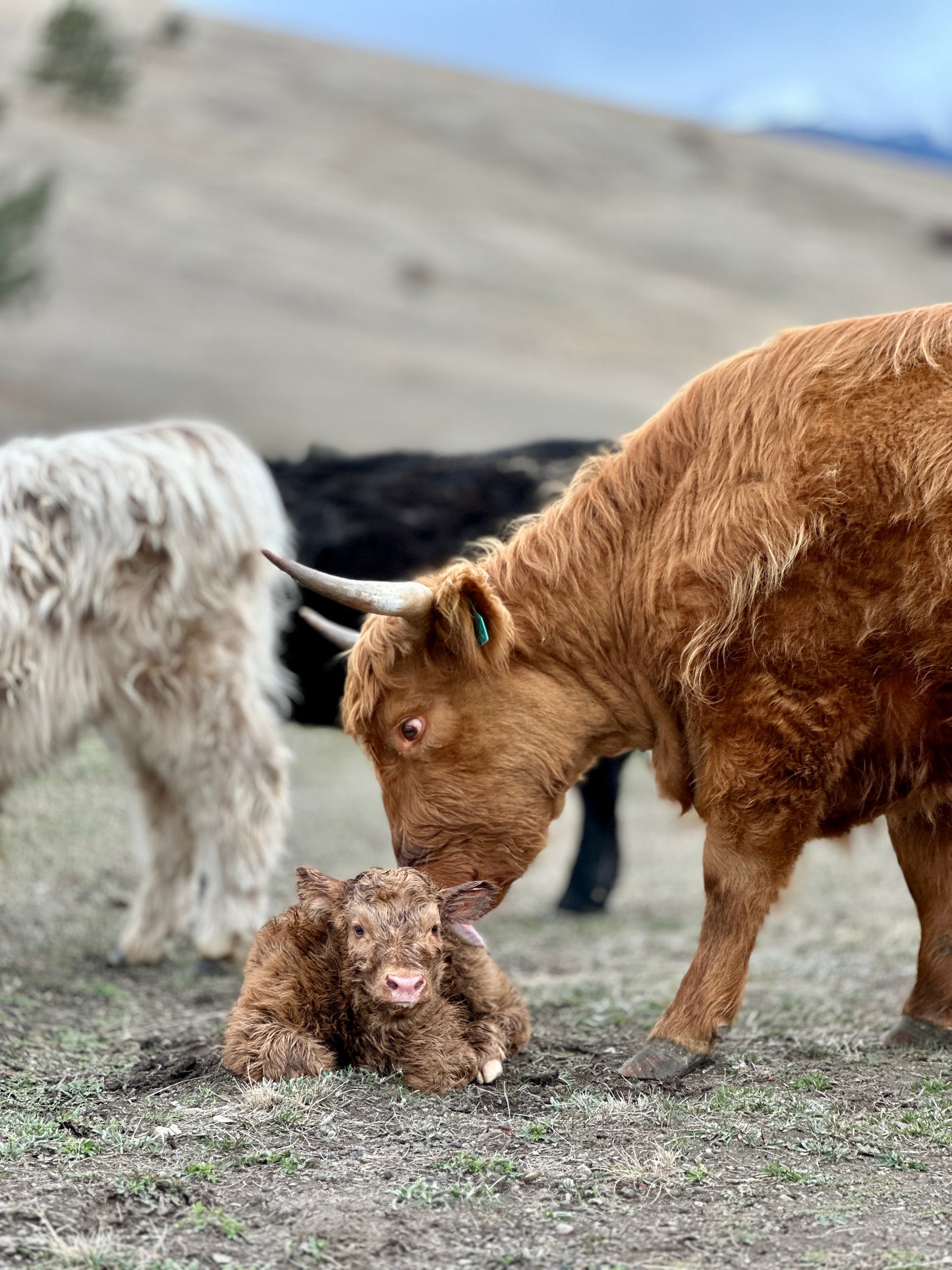 Julia the Red Highland Heifer Calf  (Deposit - see full price in Listing)