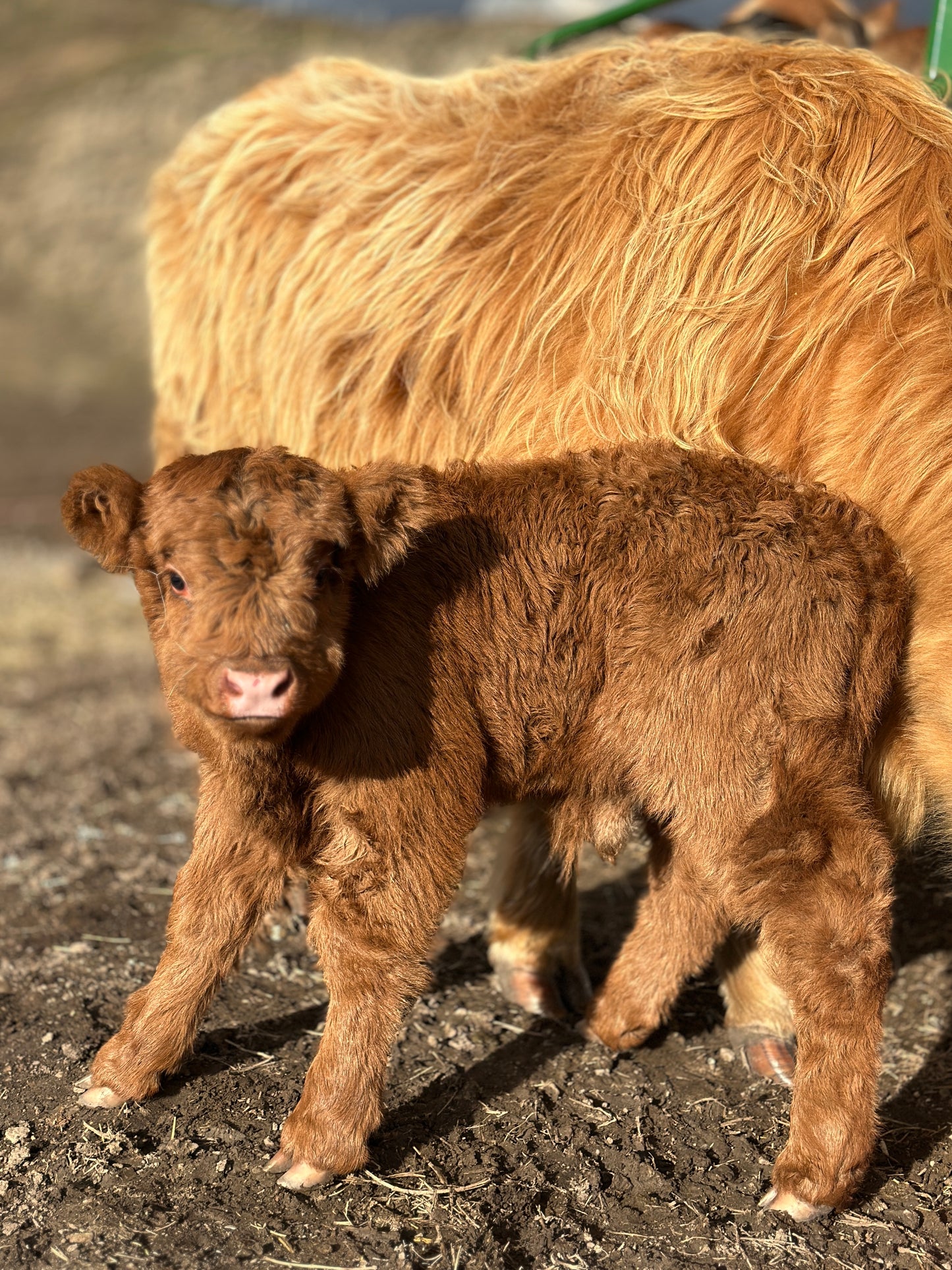 Steve the Red Highland Bull Calf (Deposit - see full price in Listing)