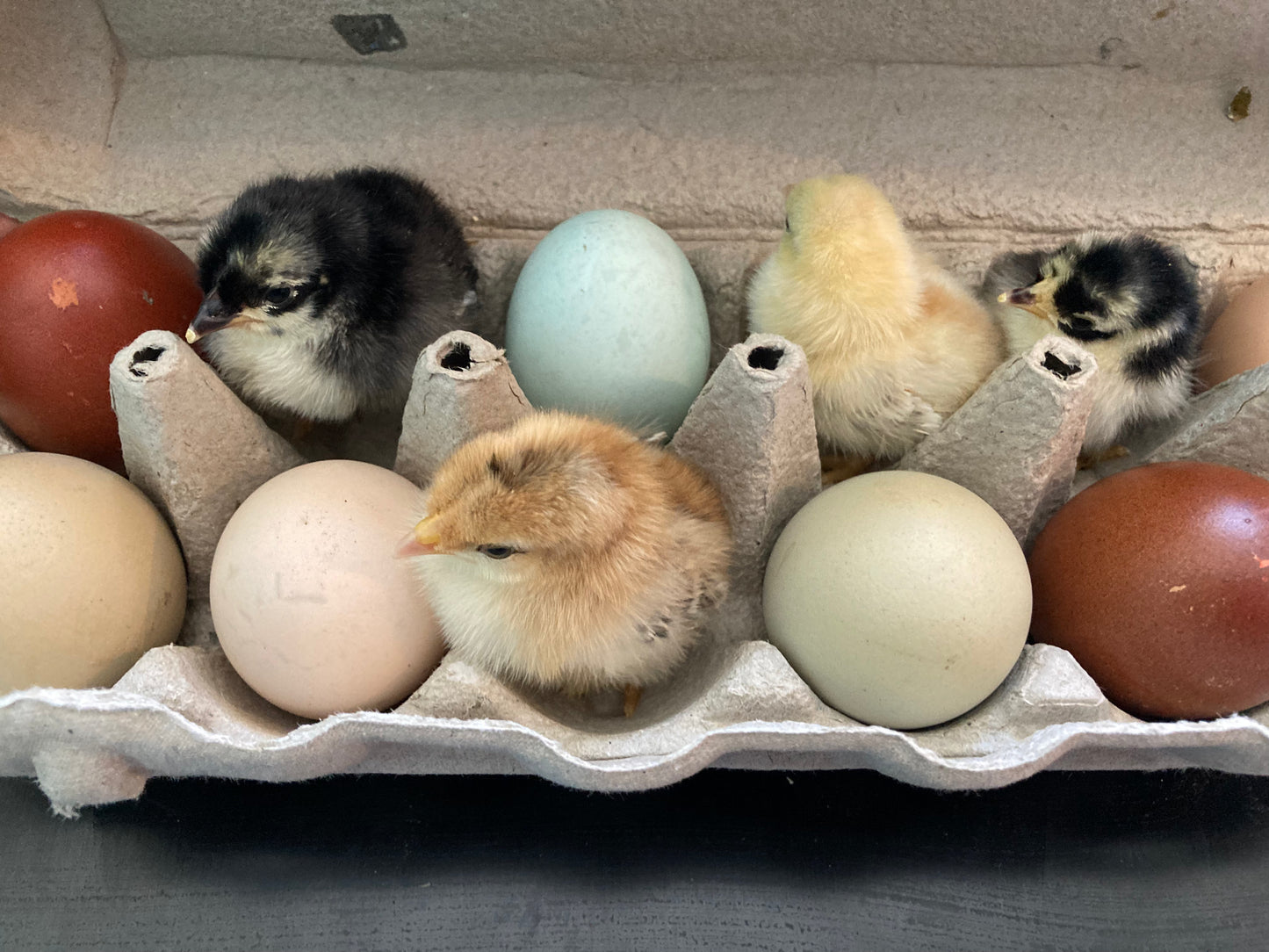 Rainbow Basket Layer Chicks