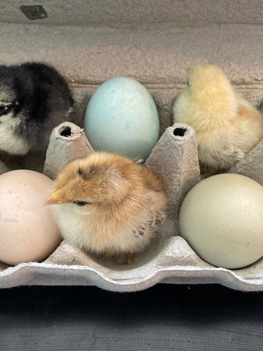 Rainbow Basket Layer Chicks