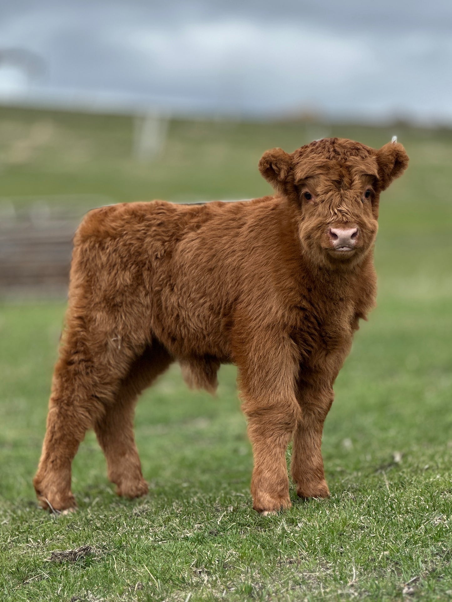 Steve the Red Highland Bull Calf (Deposit - see full price in Listing)