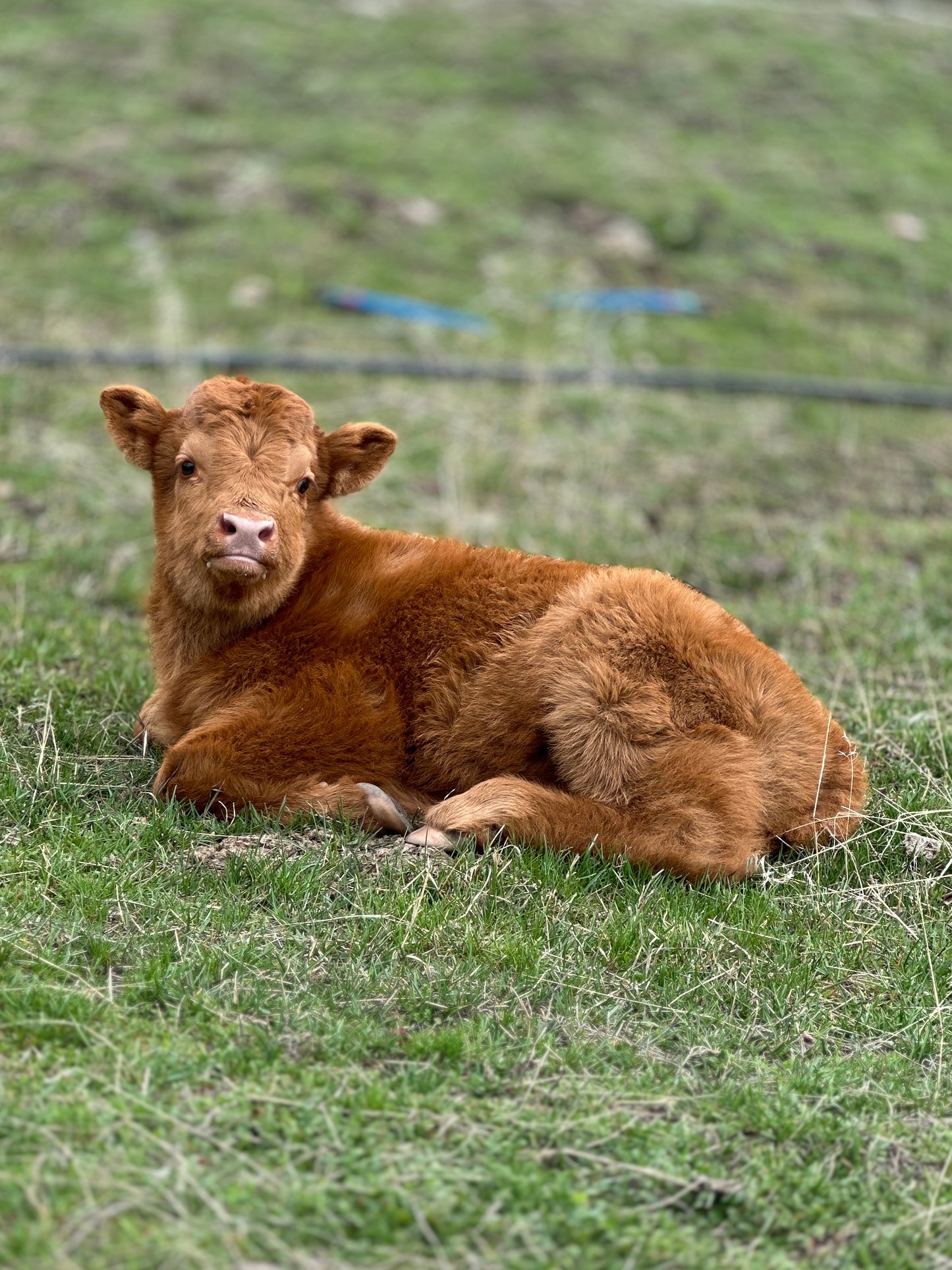 Julia the Red Highland Heifer Calf  (Deposit - see full price in Listing)