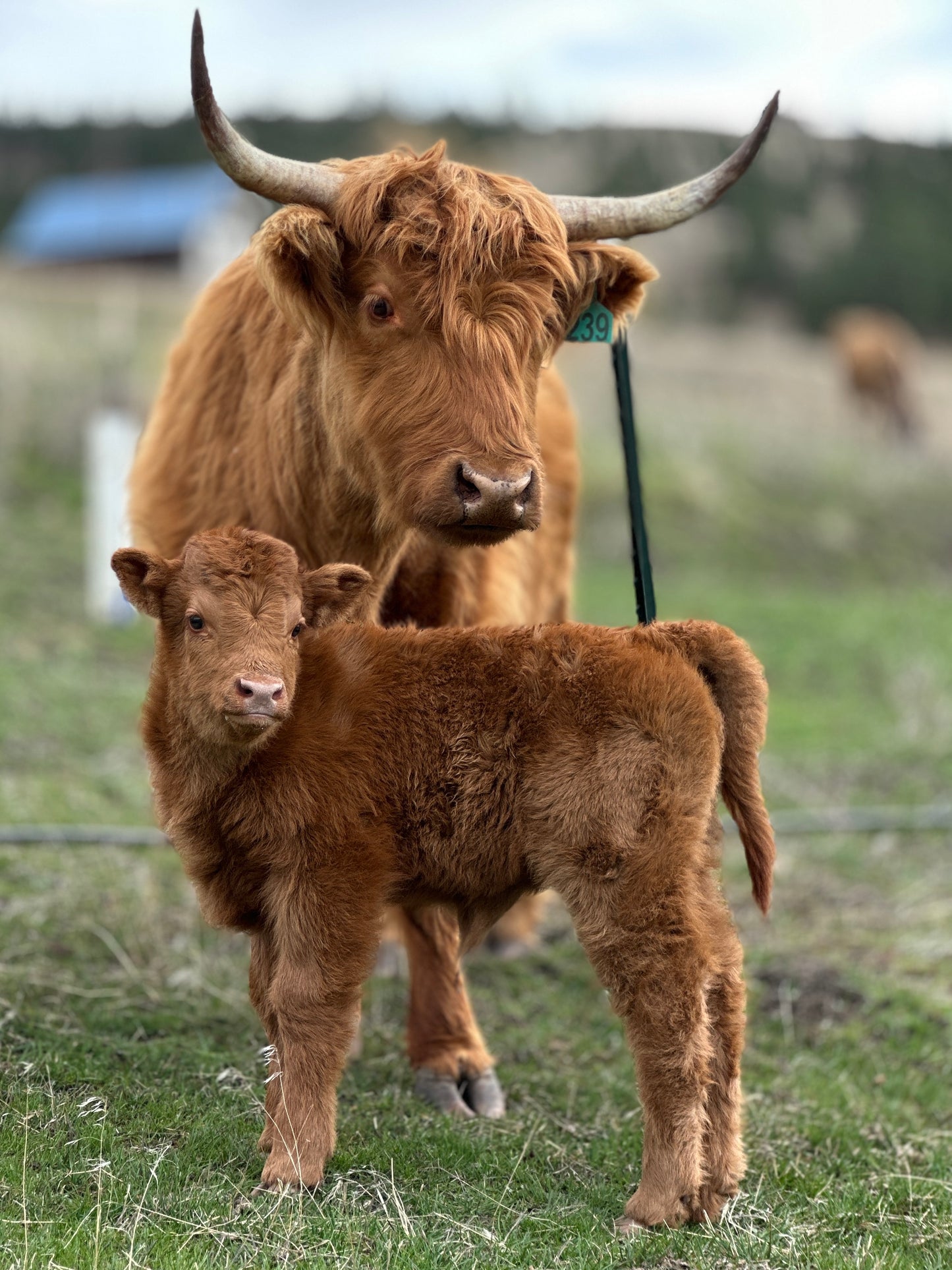 Julia the Red Highland Heifer Calf  (Deposit - see full price in Listing)