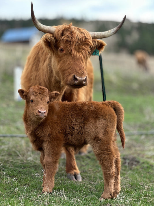 Julia the Red Highland Heifer Calf (Deposit - see full price in Listing)