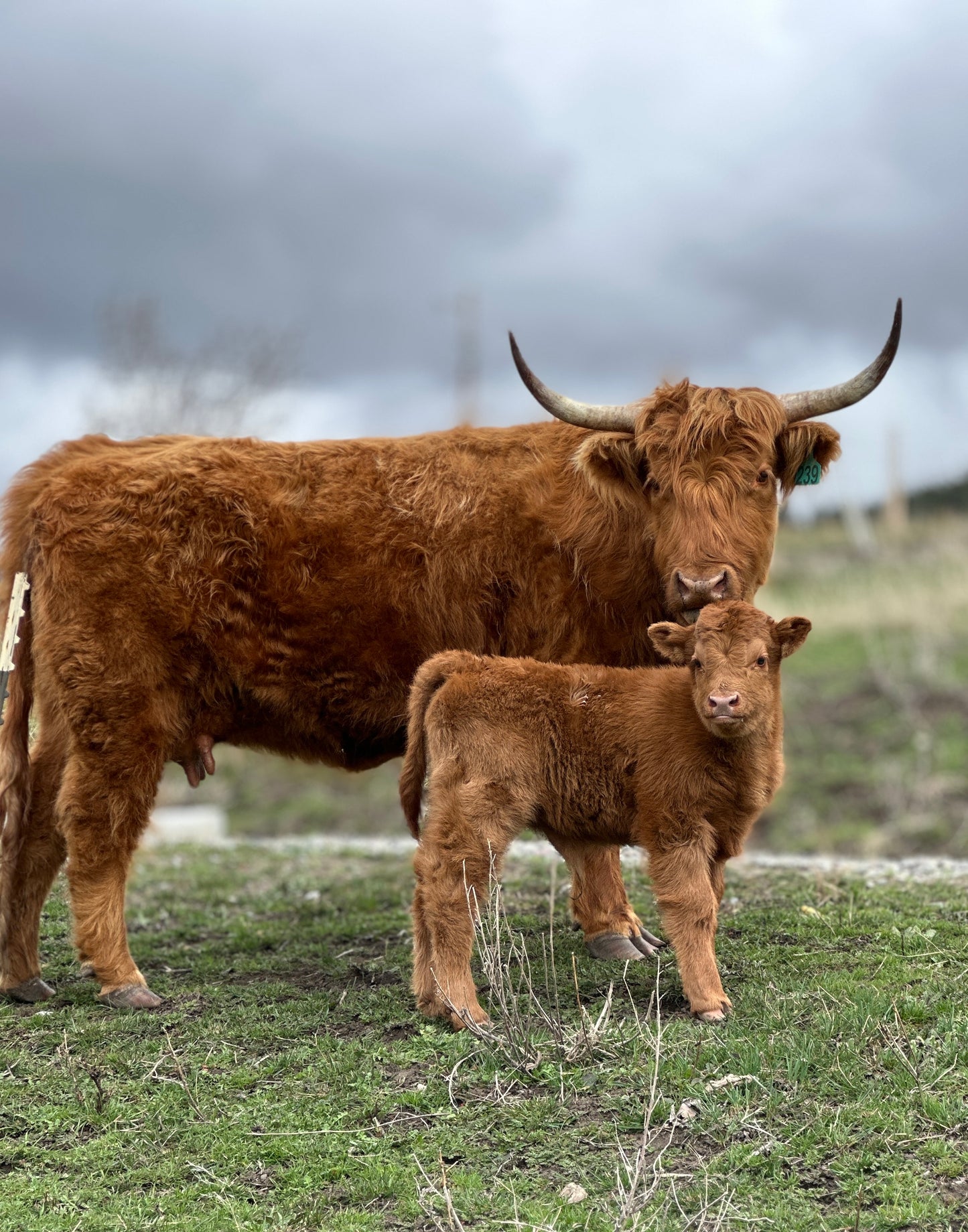 Julia the Red Highland Heifer Calf  (Deposit - see full price in Listing)