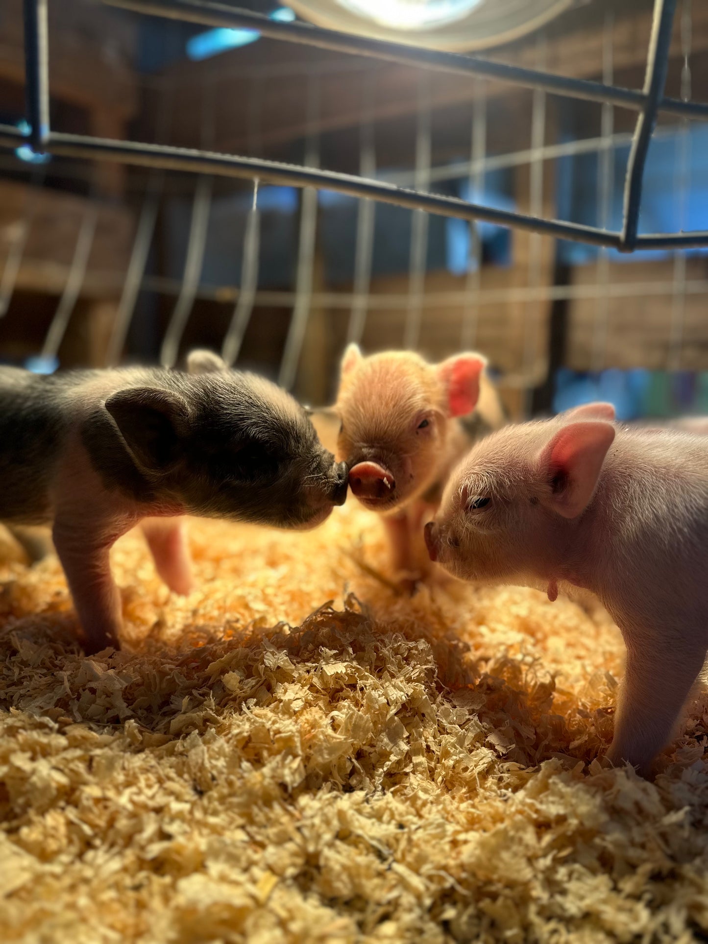 March born Piglets!