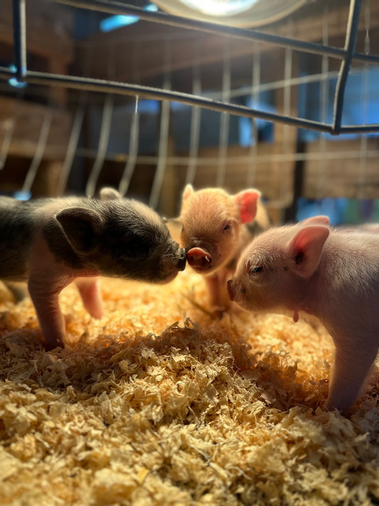 March born Piglets!