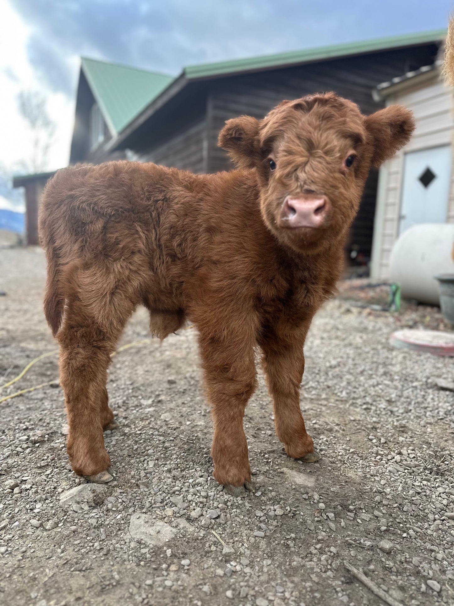 Steve the Red Highland Bull Calf (Deposit - see full price in Listing)