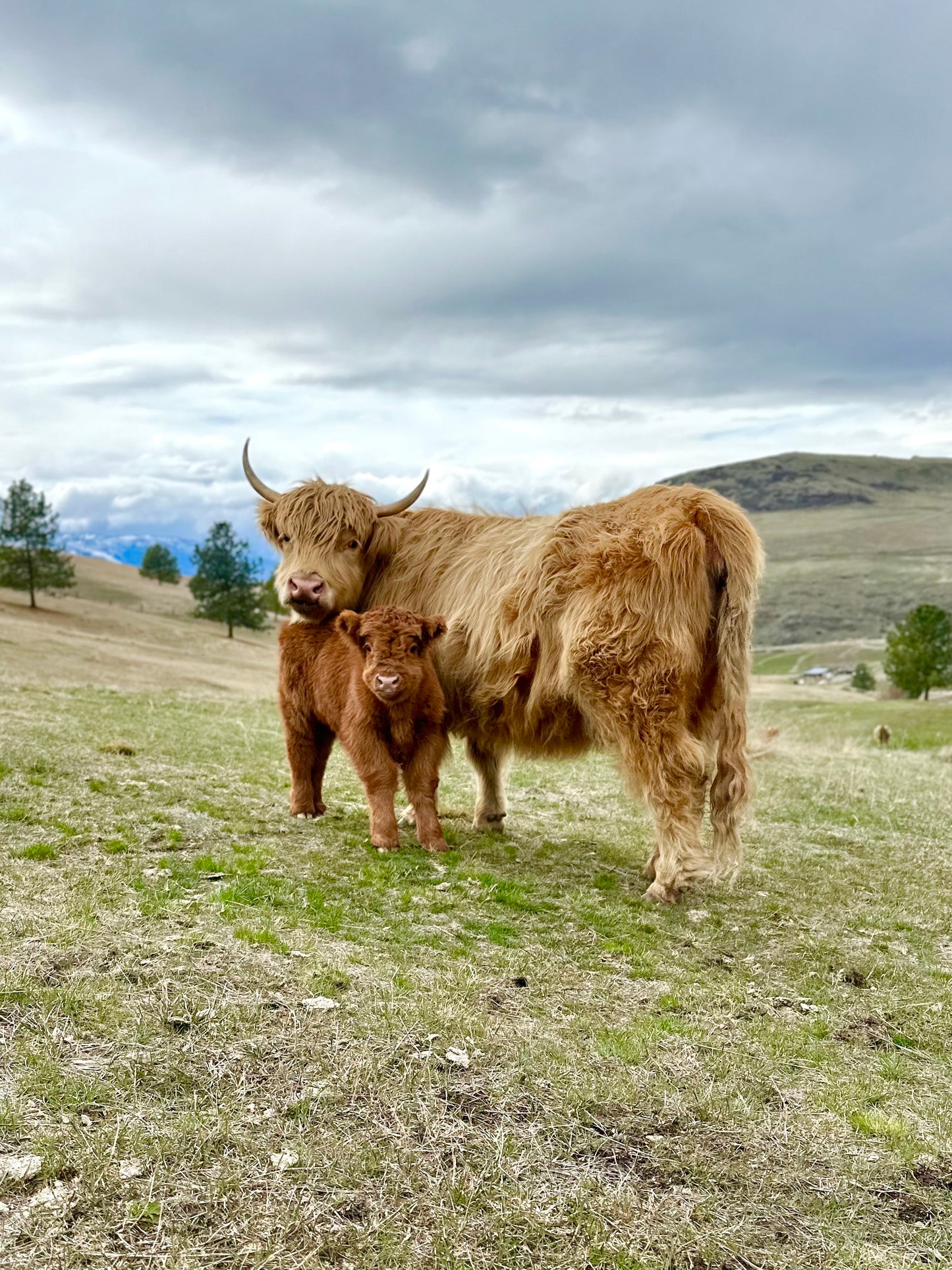 Steve the Red Highland Bull Calf (Deposit - see full price in Listing)