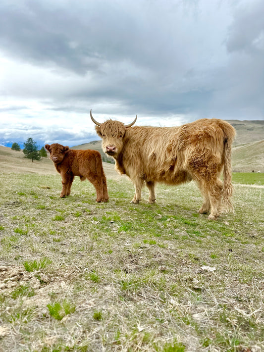 Steve the Red Highland Bull Calf (Deposit - see full price in Listing)