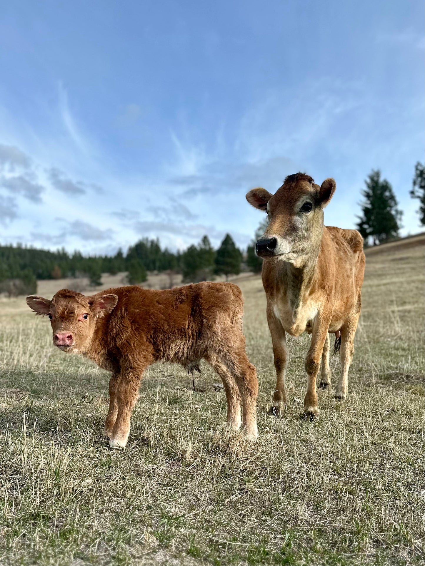 Ollie the Jersey/Brown Swiss/Mini Highland Bull Calf