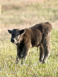 Rocky the Dun Highland Bull Calf (Deposit - see full price in Listing)
