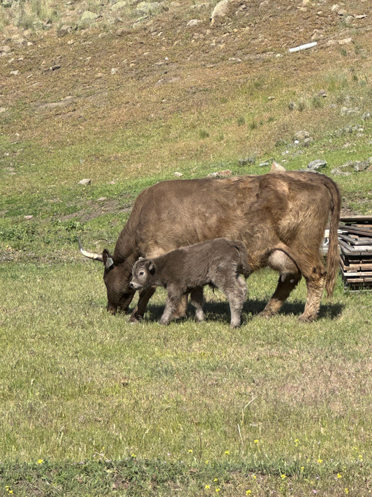 Rocky the Dun Highland Bull Calf (Deposit - see full price in Listing)