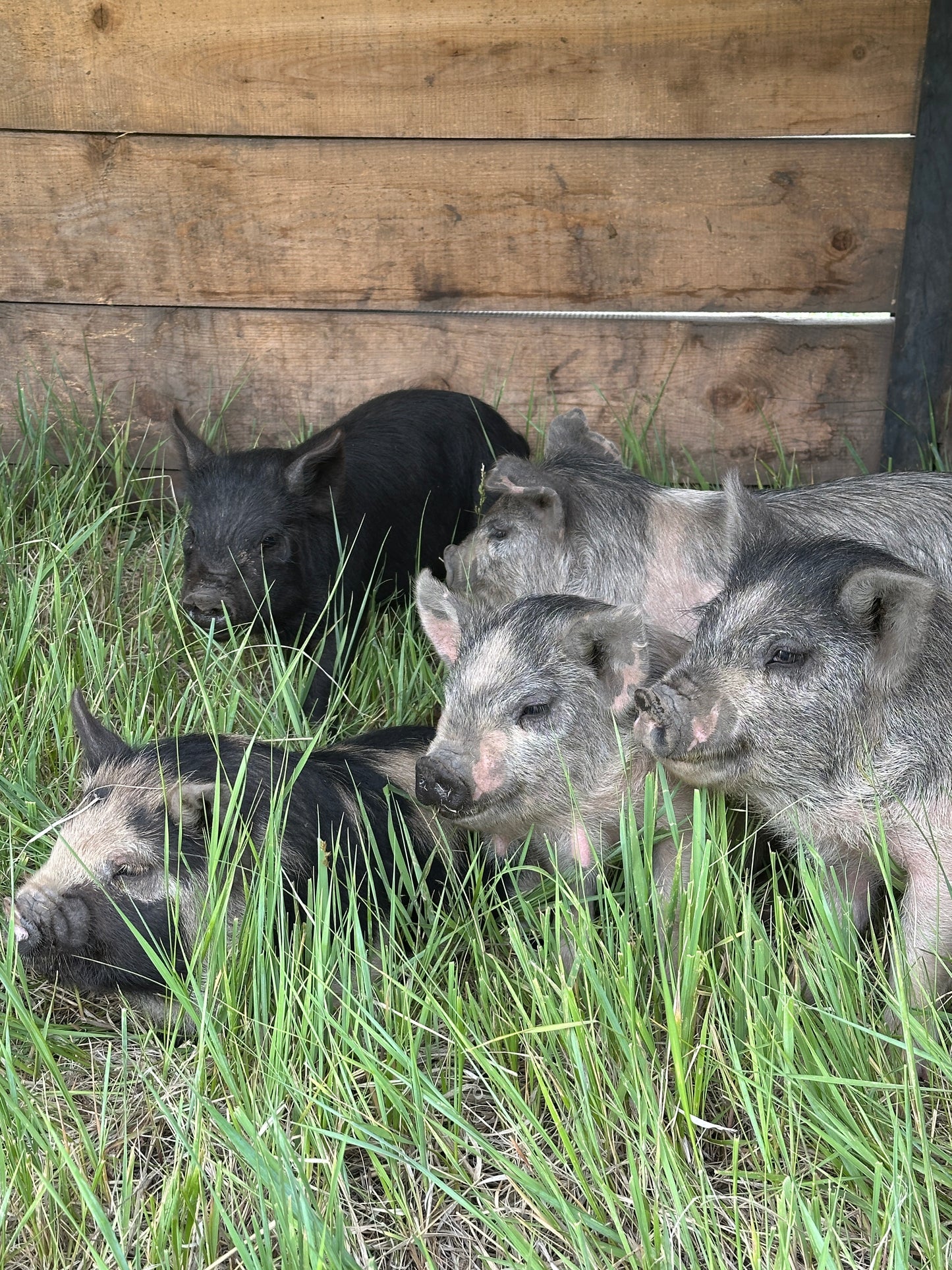 March born Piglets!