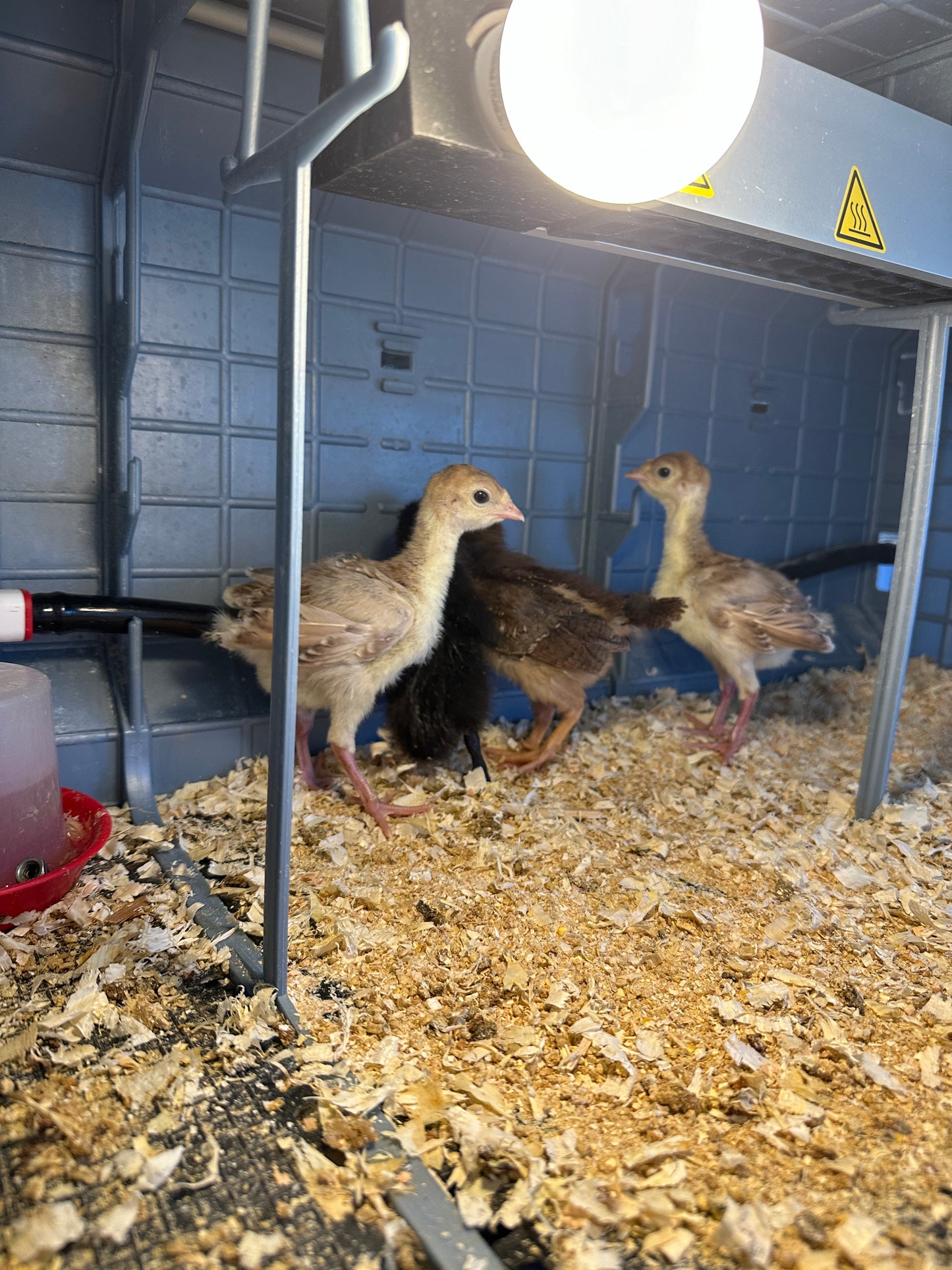 Heritage Turkey (DRESSED FRESH //  PRE-ORDER // MEAT)