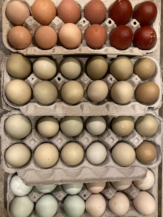 Hatching Eggs - Rainbow Basket