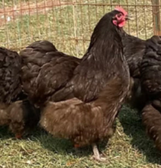 Chocolate Orpington Chicks