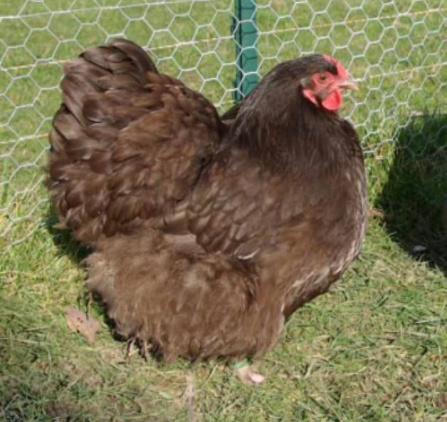 Chocolate Orpington Chicks