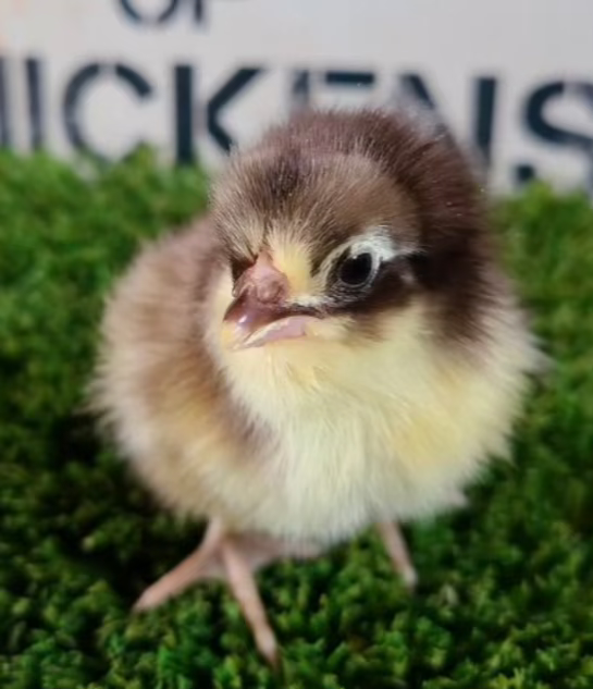 Chocolate Orpington Chicks