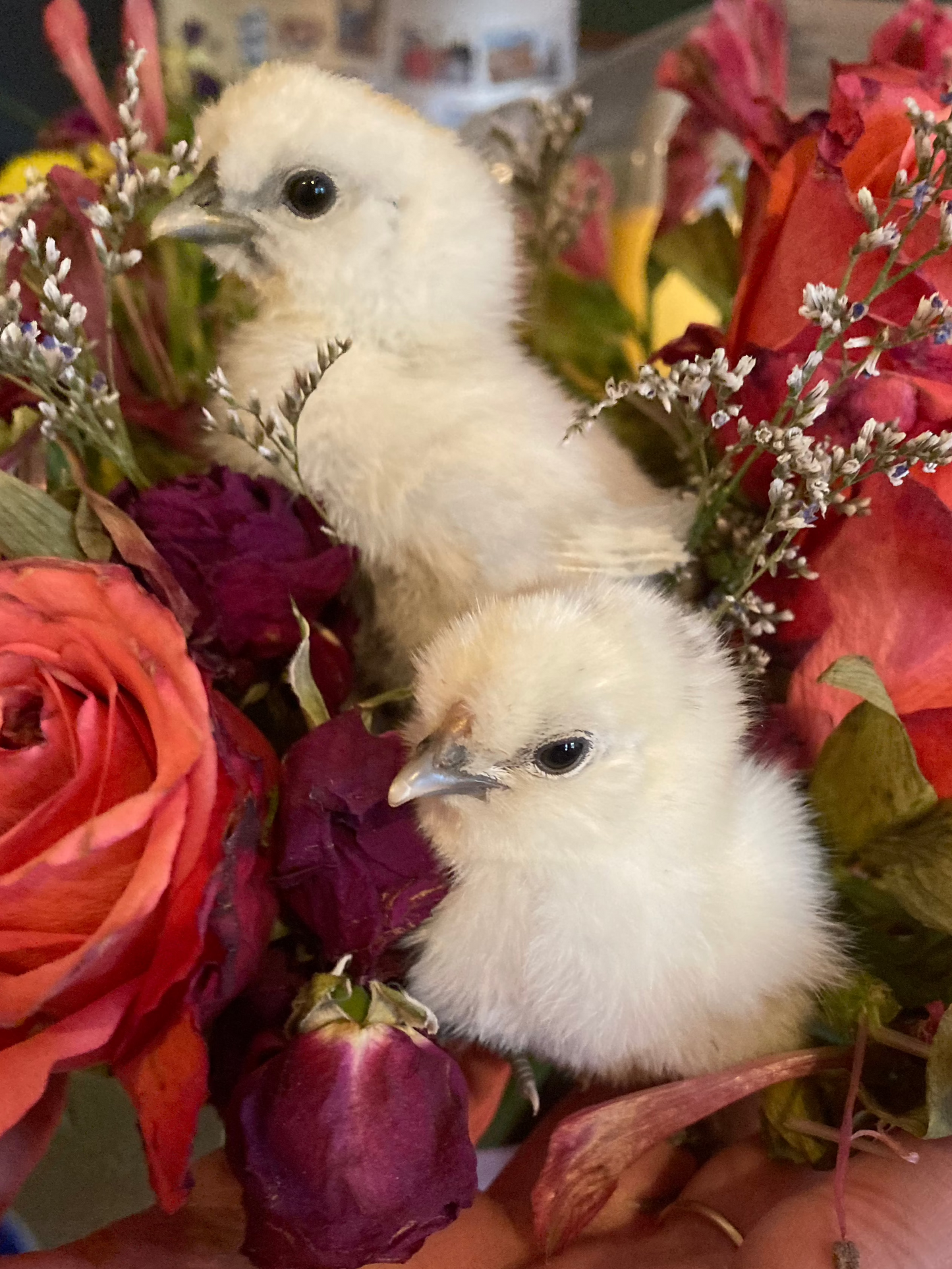 Silkie Chicks