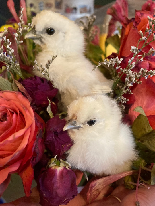 Silkie Chicks