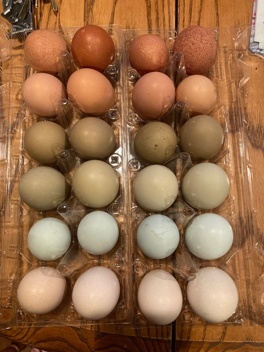 Hatching Eggs - Rainbow Basket