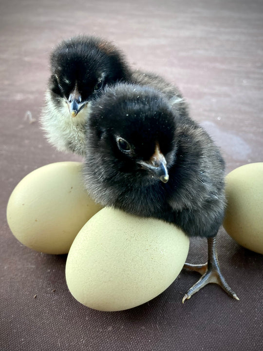 Olive Egger Chicks
