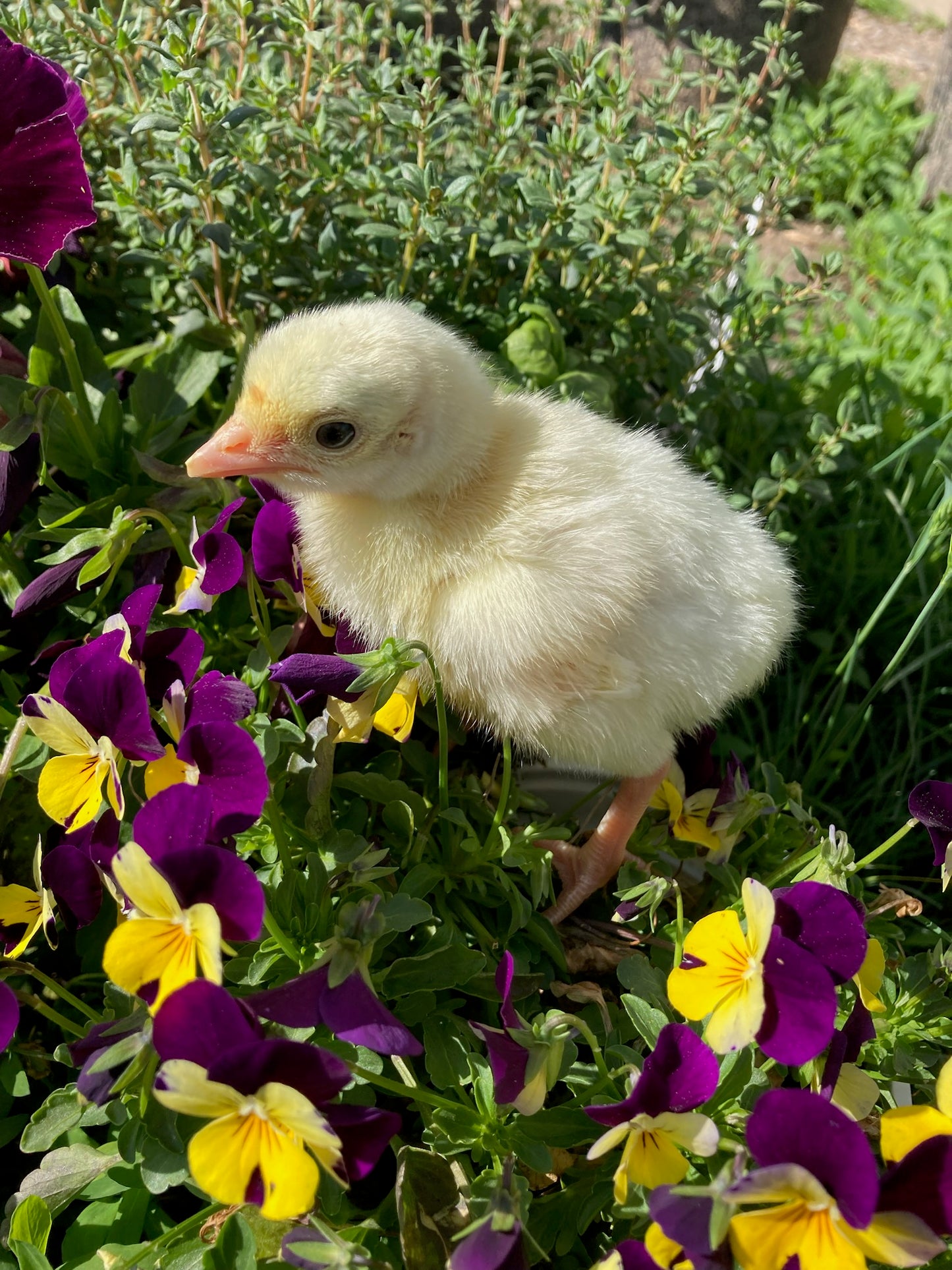 Royal Palm Heritage Turkey (chicks and hatching eggs)