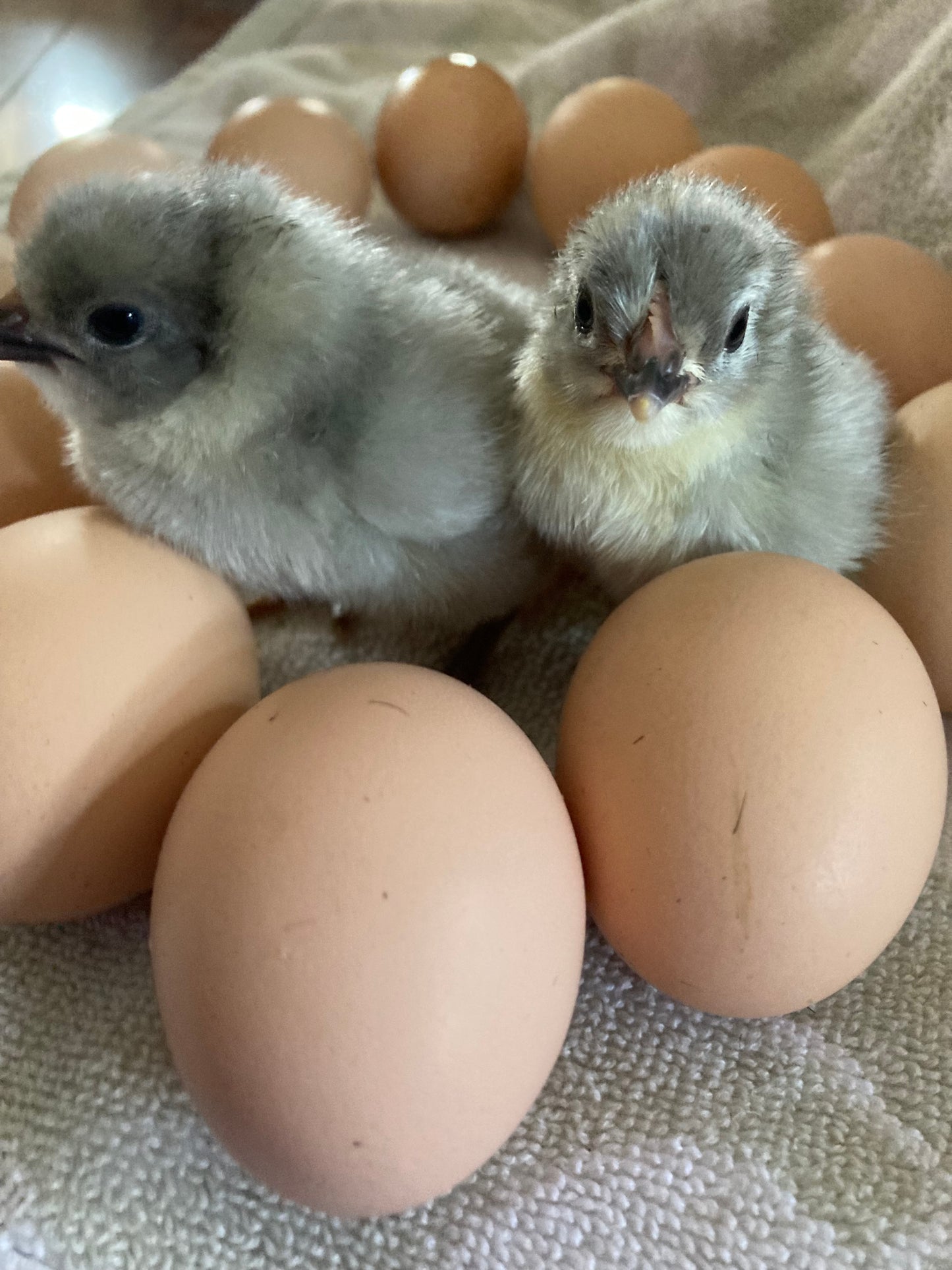 Lavender Orpington Chicks