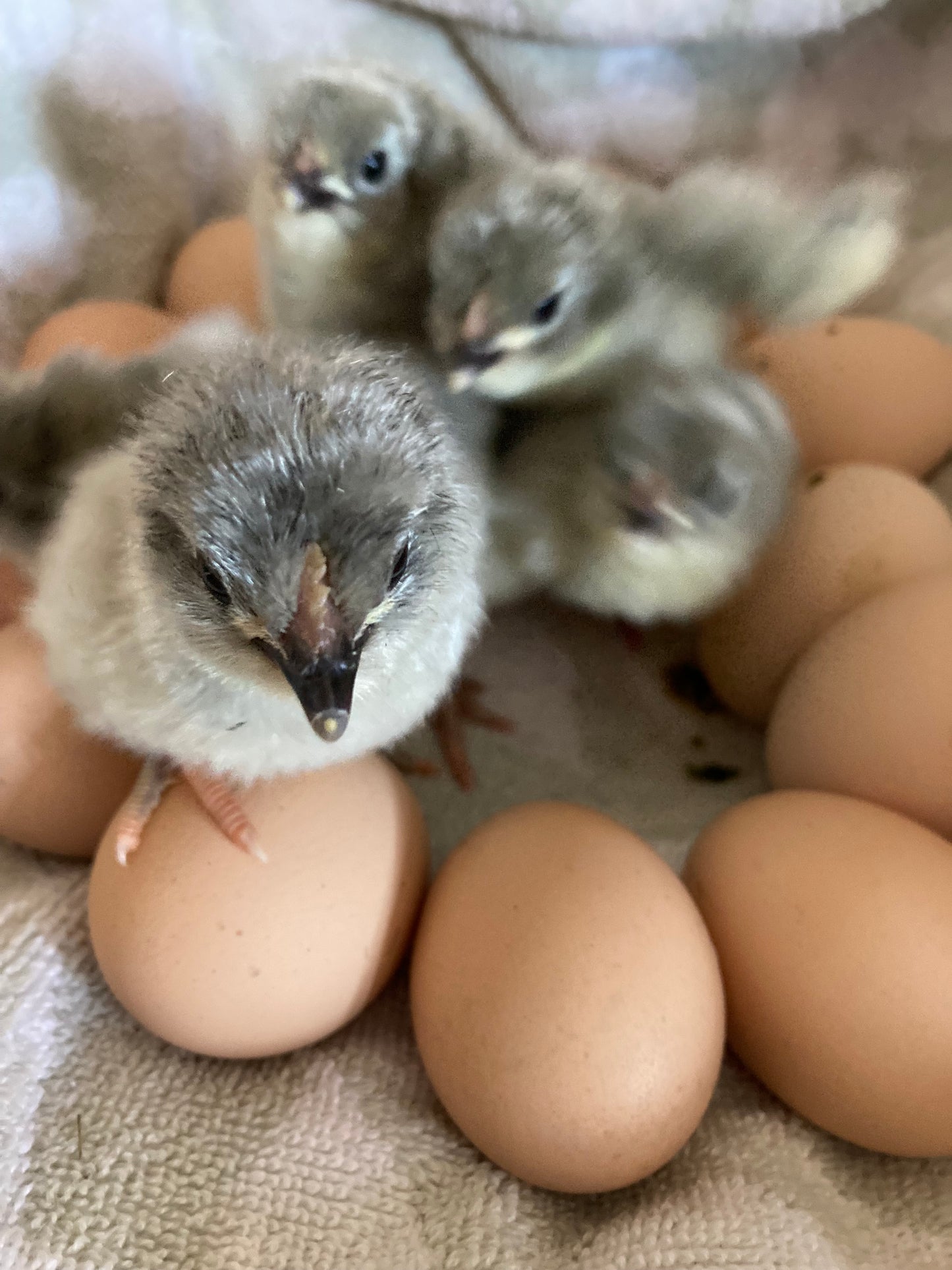 Lavender Orpington Chicks