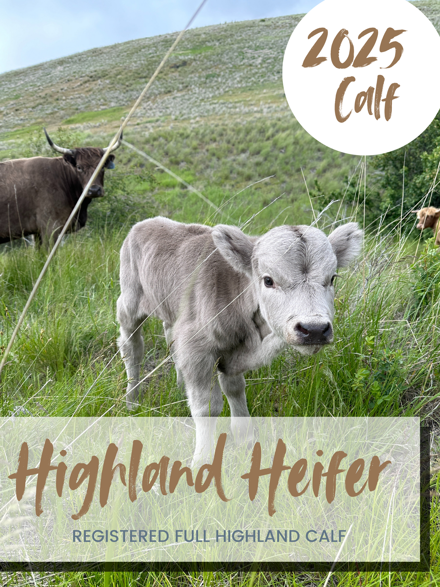 WAITLIST Highland Heifer Calf