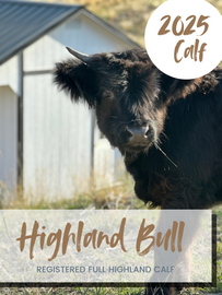 WAITLIST Highland Bull Calf