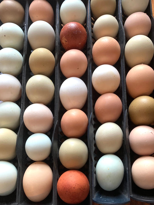 Hatching Eggs - Rainbow Basket