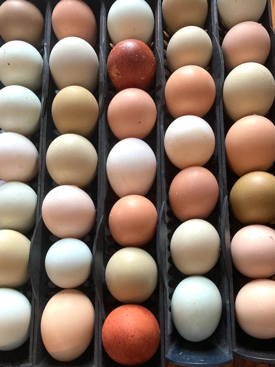 Hatching Eggs - Rainbow Basket