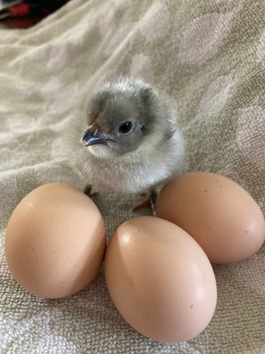 Lavender Orpington Chicks