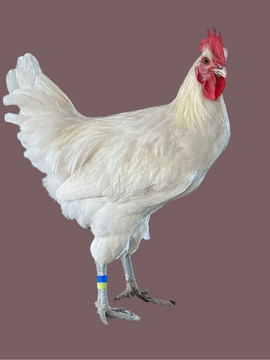 American Bresse Chicken (frozen / meat)