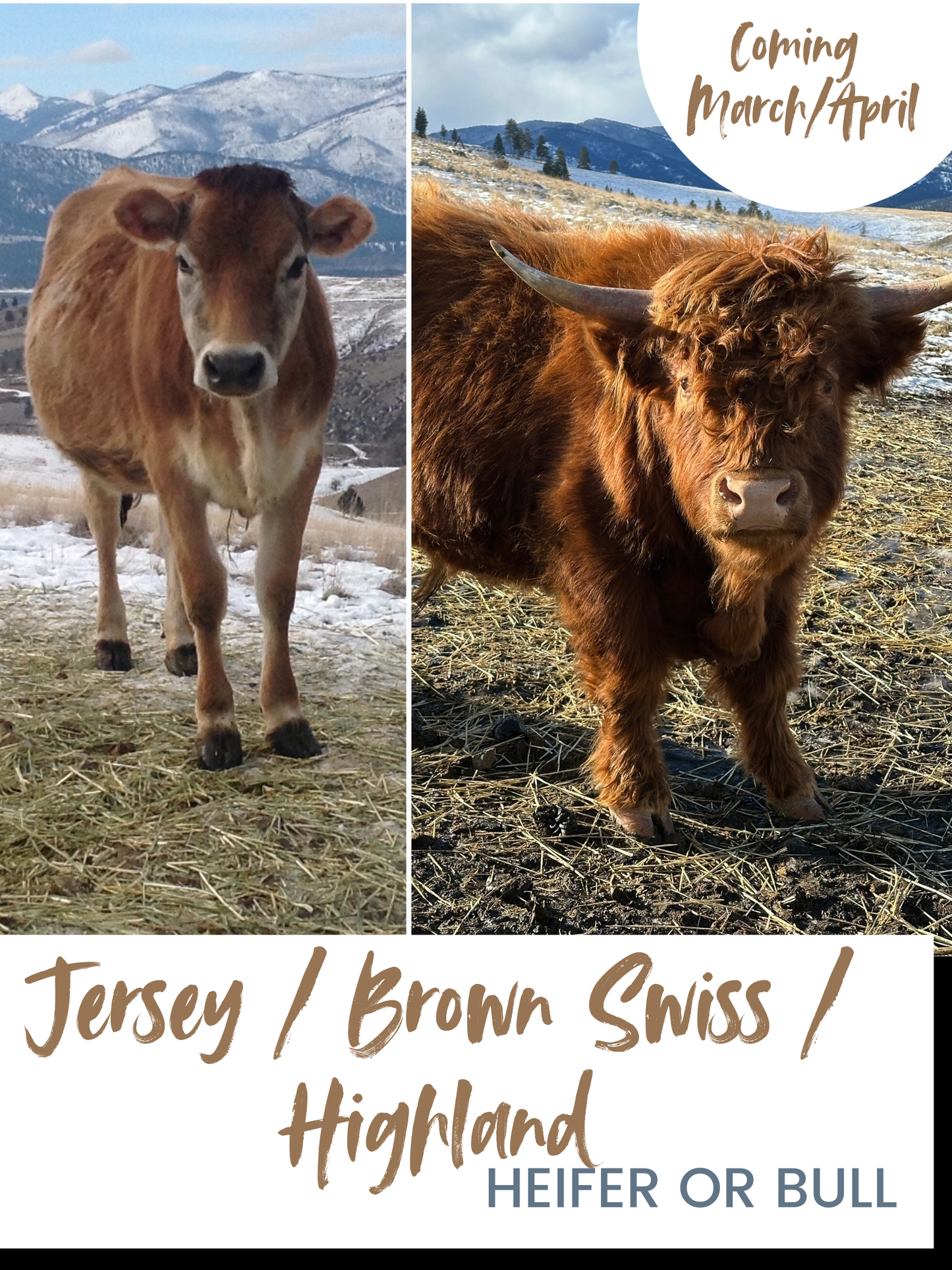 DEPOSIT Jersey/Brown Swiss/Mini Highland