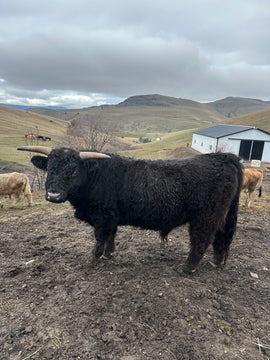 Bandit the Brindle Highland Bull