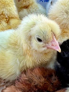 American Bresse Chicks