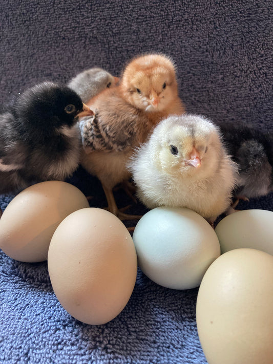 Rainbow Basket Layer Chicks